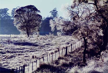Frost in Central Tablelands