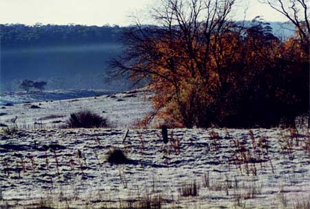 Frost