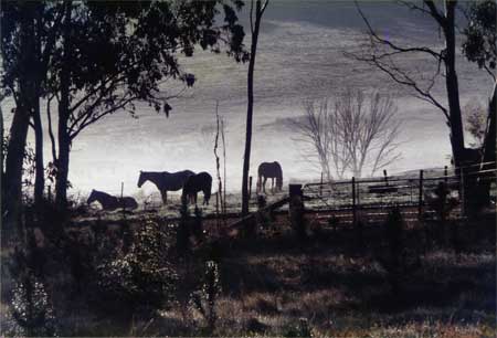 Frost in the Central Tablelands