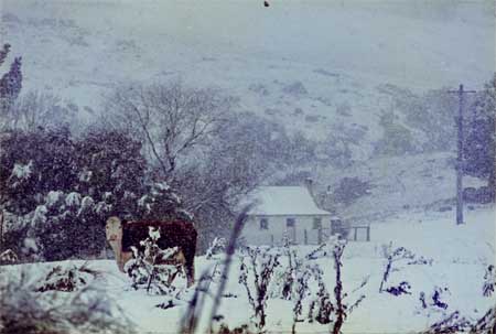 Snow in the southern tablelands