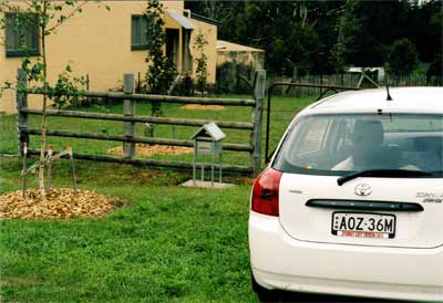 tree mulching